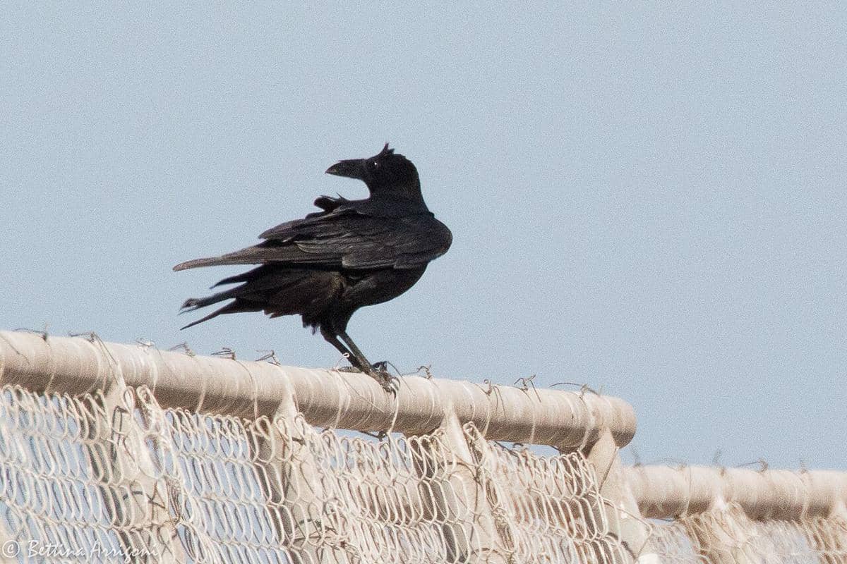Chihuahuan Raven