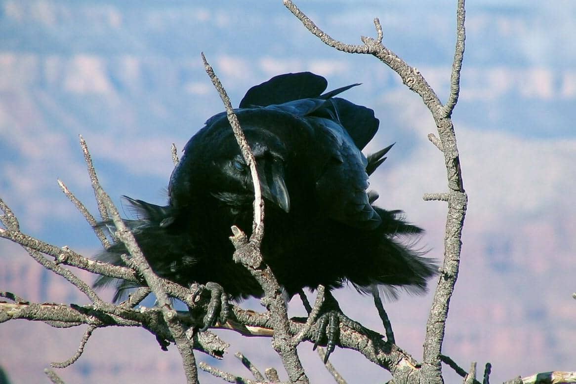 Chihuahuan Raven