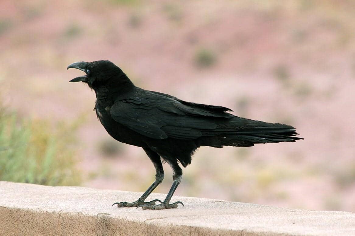 5 Fakta Chihuahuan Raven, Gagak yang Ahli Bertahan Hidup di Wilayah Gersang