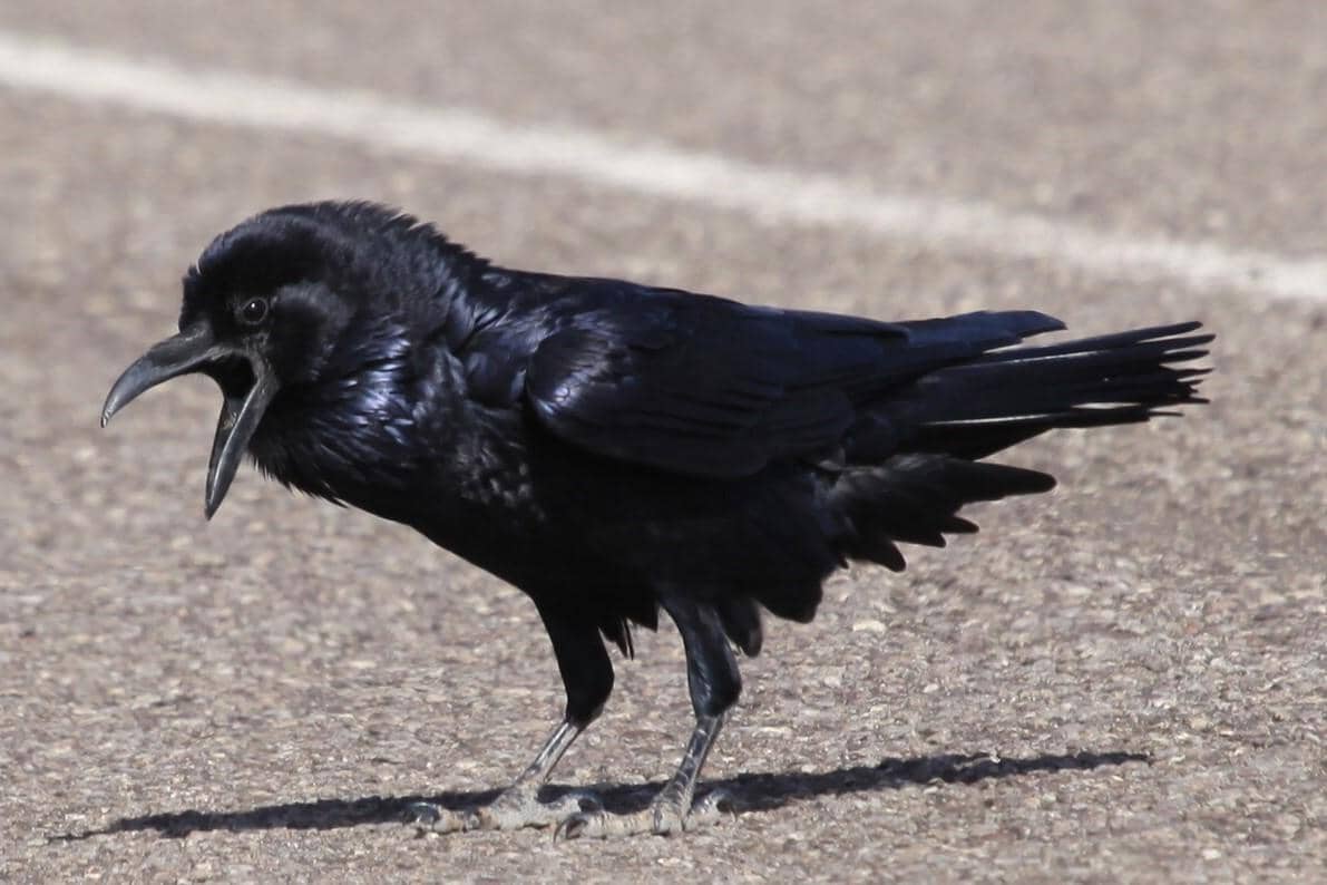 Chihuahuan Raven