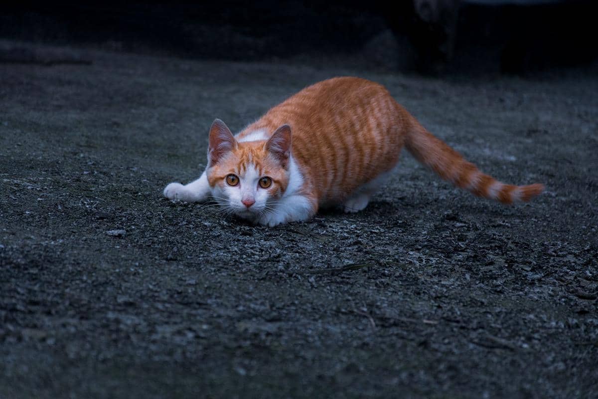 ilustrasi kucing berlari