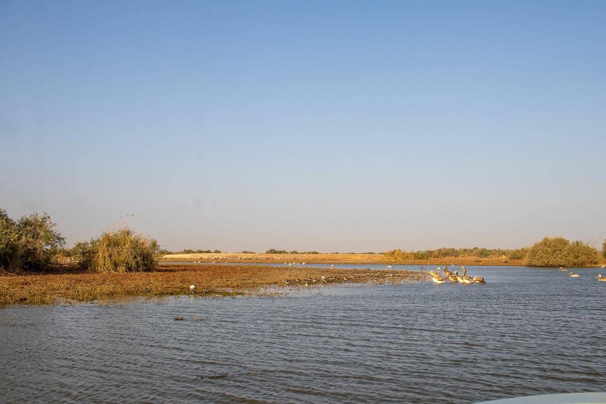 lanskap lahan basah di Djoudj National Bird Sanctuary