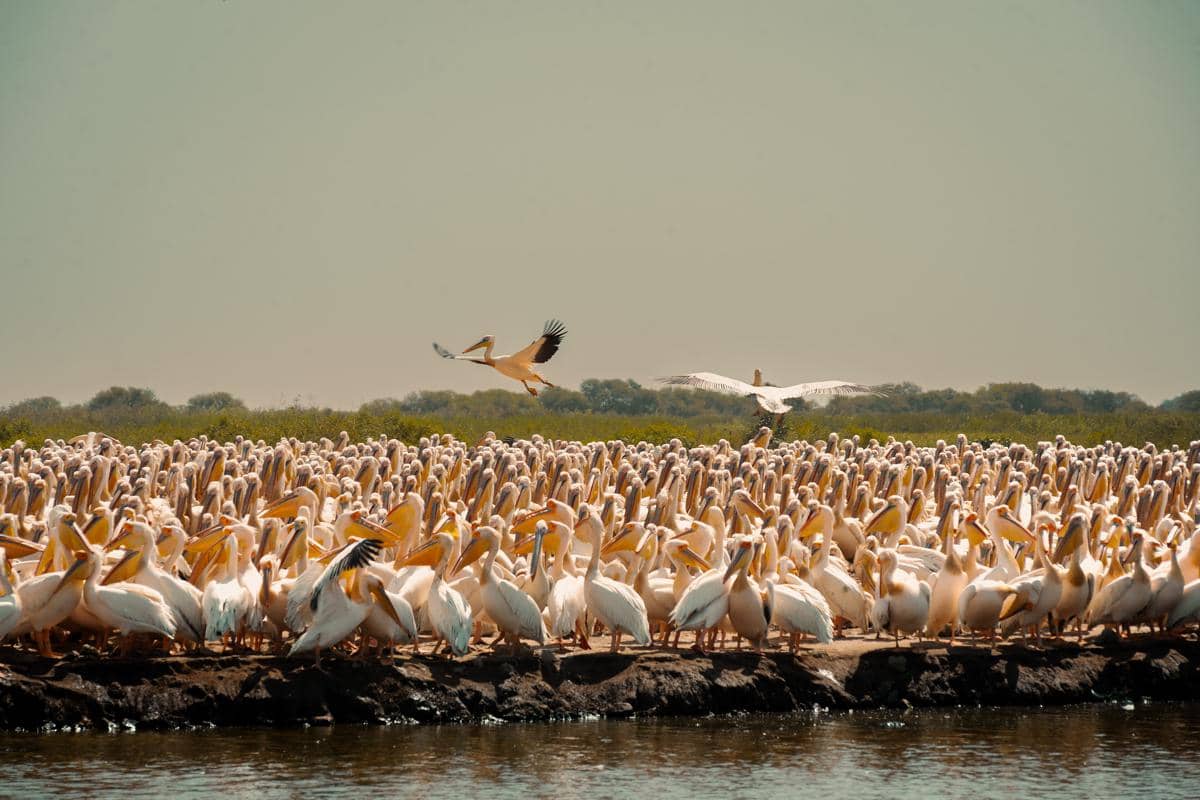 5 Fakta Djoudj National Bird Sanctuary, Surga Burung Migran di Senegal