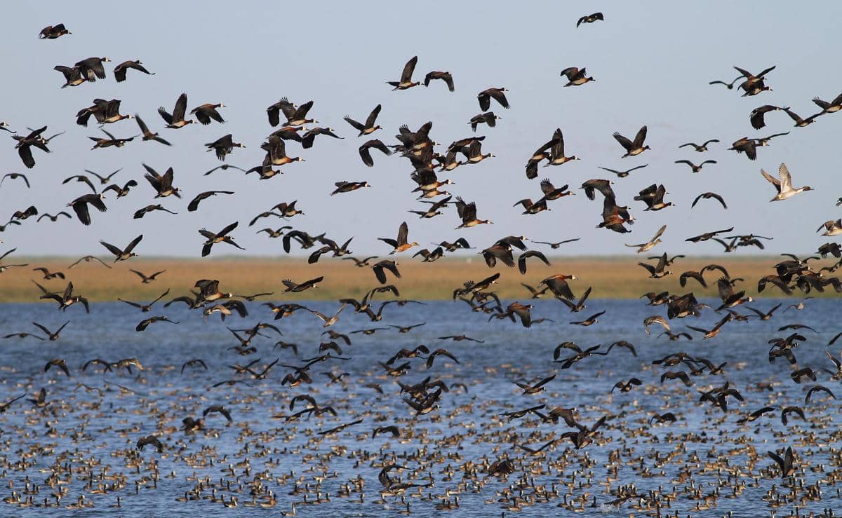kawanan burung migran singgah di Djoudj