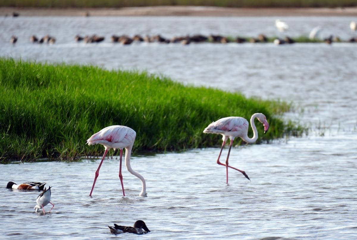 flamingo di perairan Djoudj