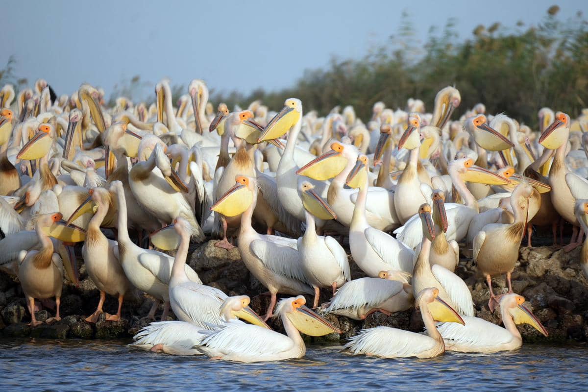 pelikan putih di Djoudj National Bird Sanctuary