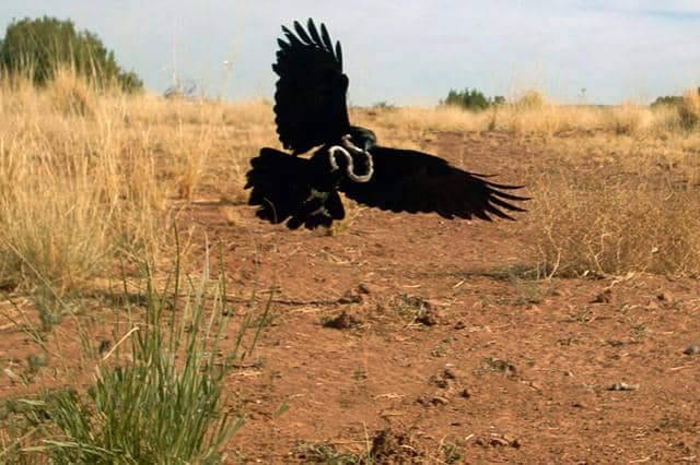 Chihuahuan Raven menangkap ular