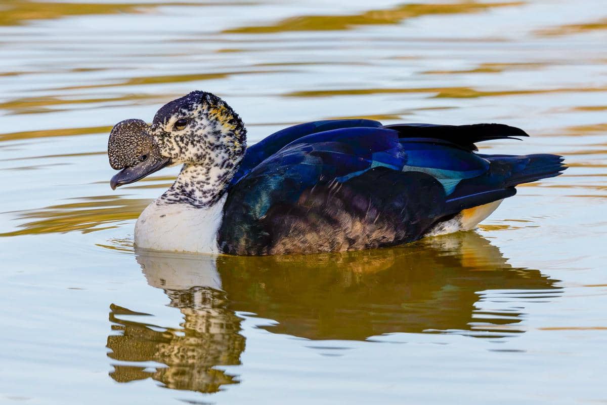 5 Fakta Comb Duck, Bebek Eksotis yang Sering Bertengger di Pohon