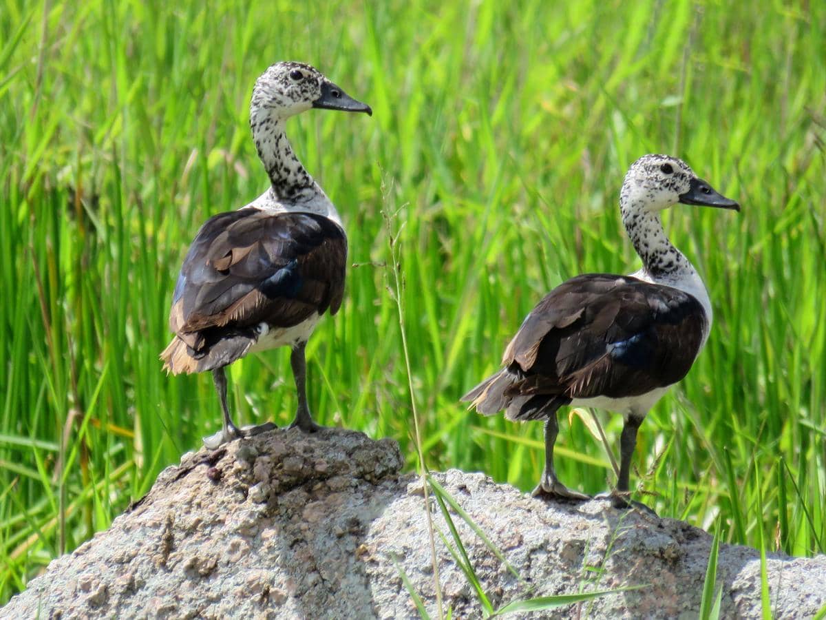 comb duck betina sering memanfaatkan lubang pohon atau sarang burung lain yang telah ditinggalkan sebagai tempat bertelur