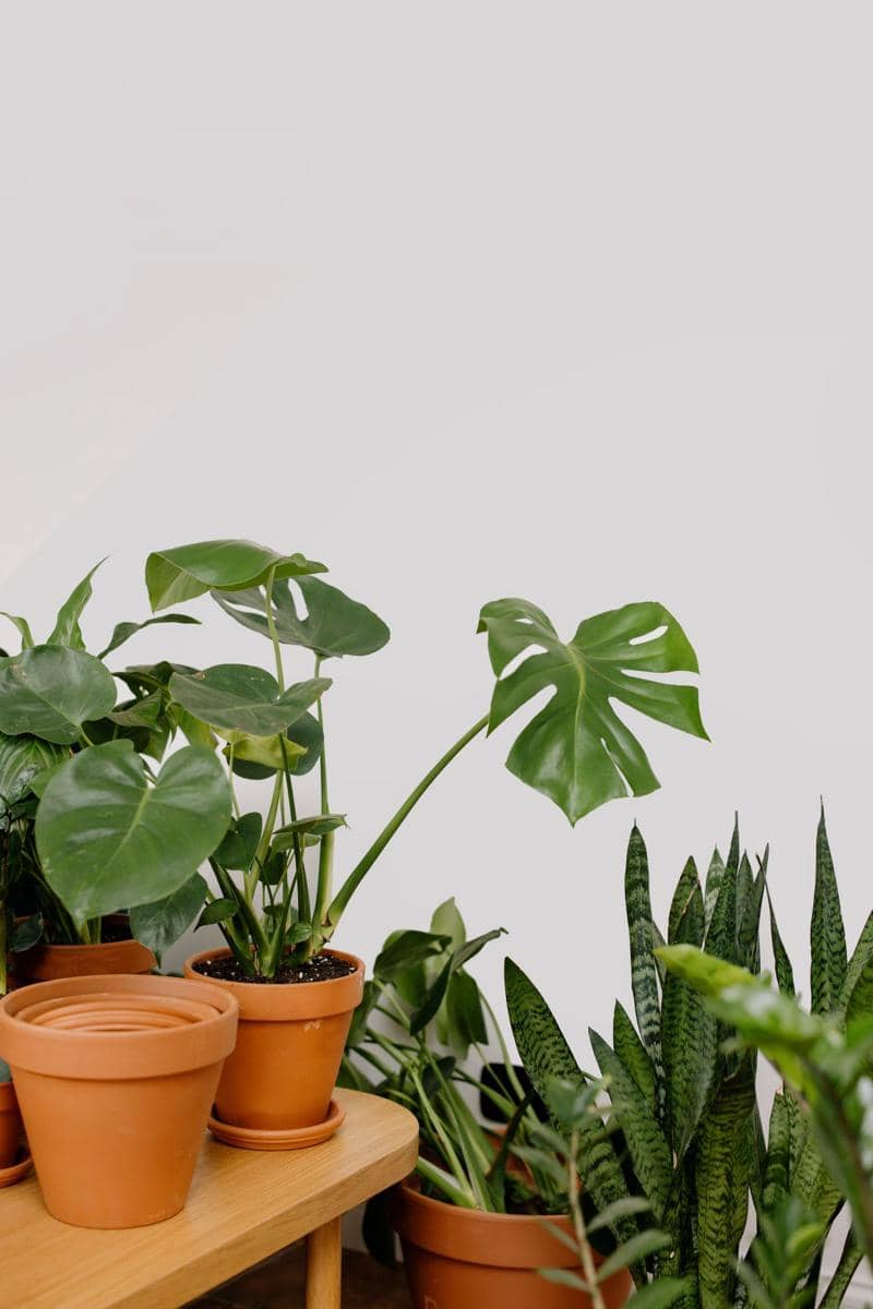tanaman monstera dan lidah mertua