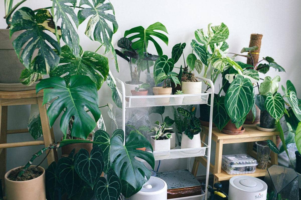 ilustrasi plant corner