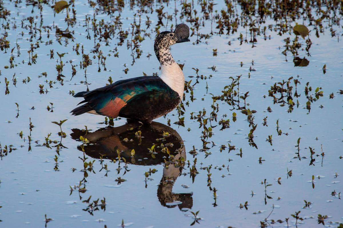comb duck di habitat lahan basah