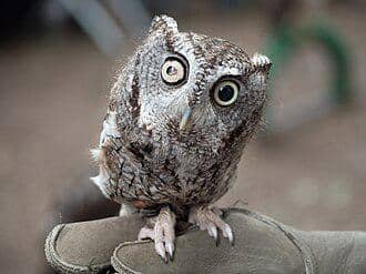 burung hantu