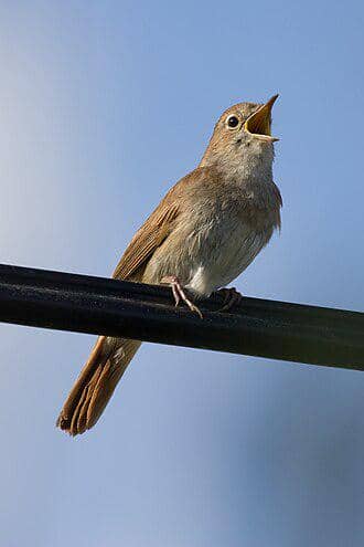 Burung bulbul