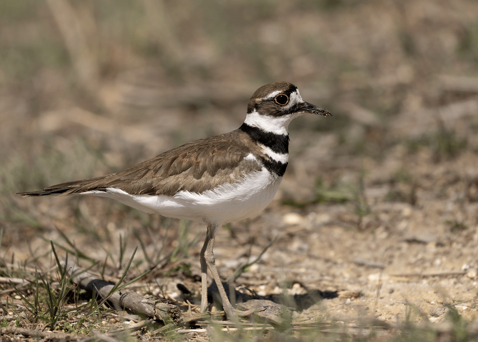 Burung Killdeer