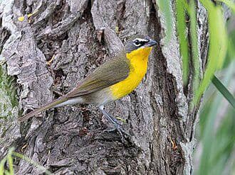 Yellow-breasted Chat