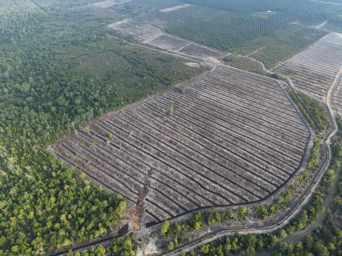 Kasus Hutan Mangrove yang Digunduli di Riau, Dua Orang Jadi Tersangka