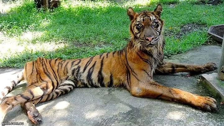 Muncul Gambar Satwa KBS Kurus, Manajemen Pastikan Foto Lama