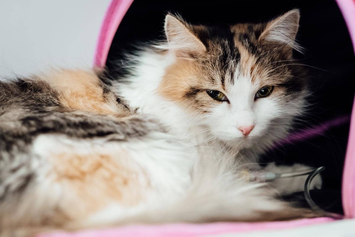 5 Penyakit Kucing Saat Tua, Masalah Gigi Hingga Ginjal
