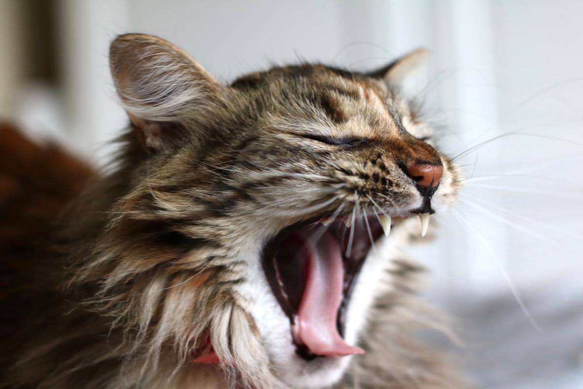 gigi kucing