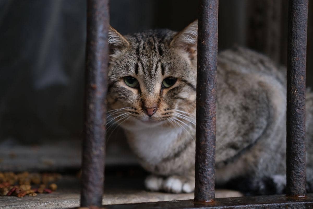 Kucing