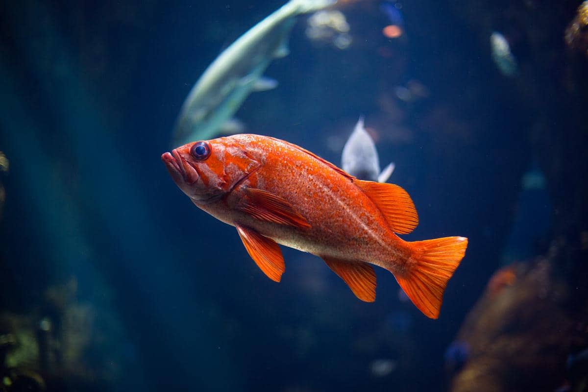 ikan