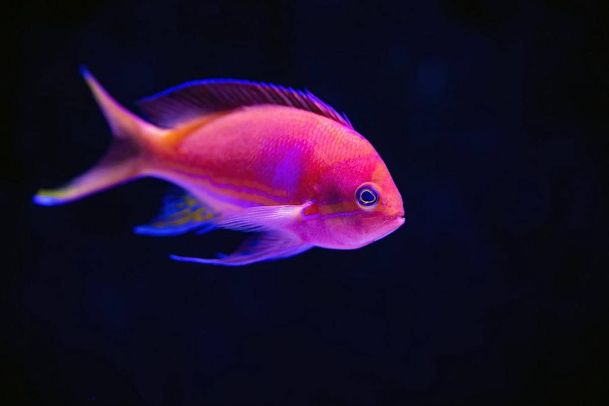 ikan