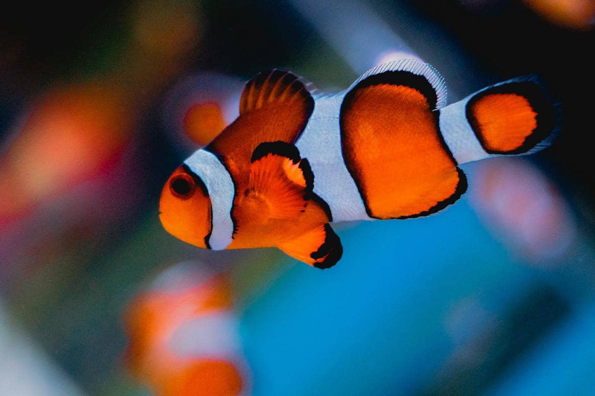 Apakah Ikan Laut Bisa Hidup di Air Tawar? Begini Penjelasannya