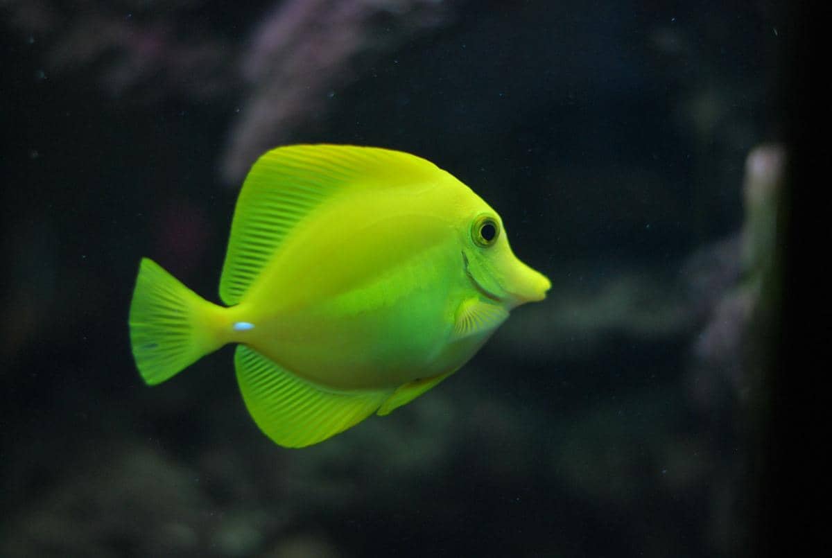 ikan