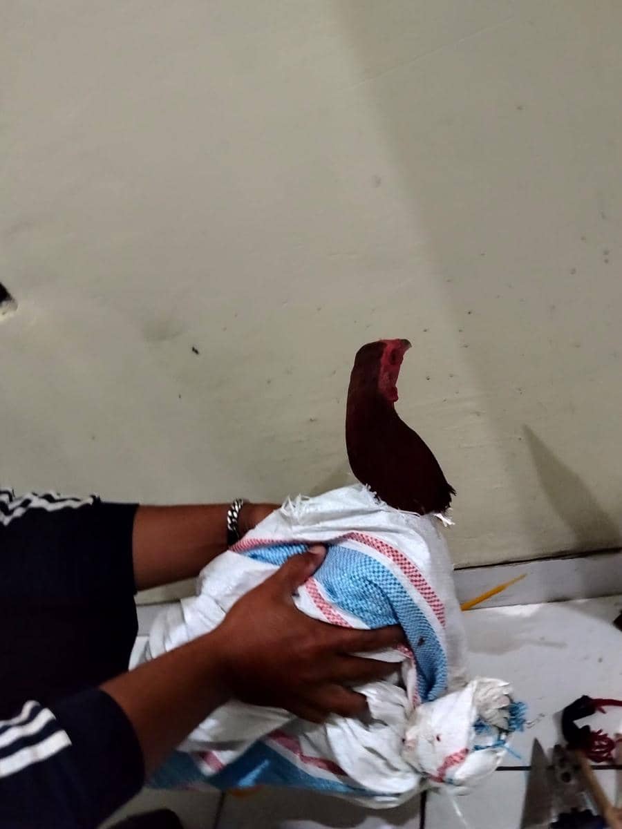 Pencuri Ayam di Tabanan Tewas Dikeroyok Massa, Videonya Viral