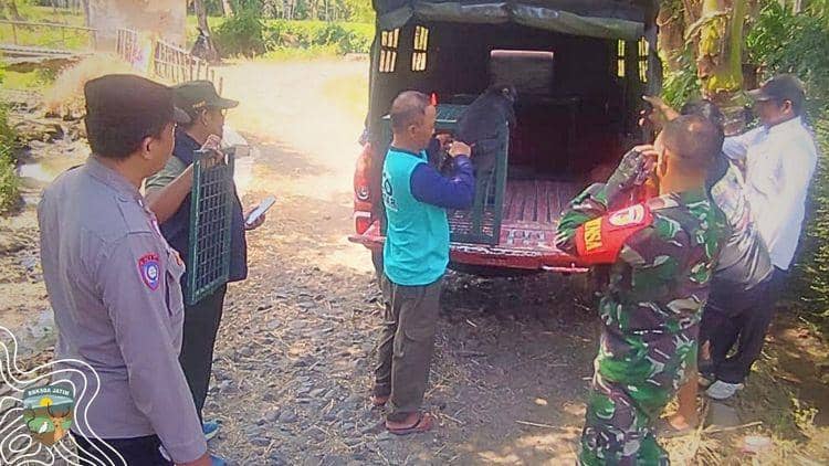 Momen Warga Bondowoso yang Sukarela Serahkan Lutung Jawa ke Kemenhut