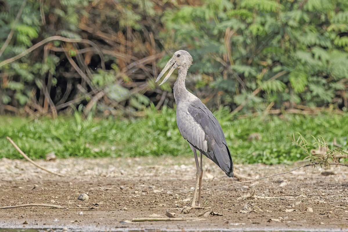 asian openbill