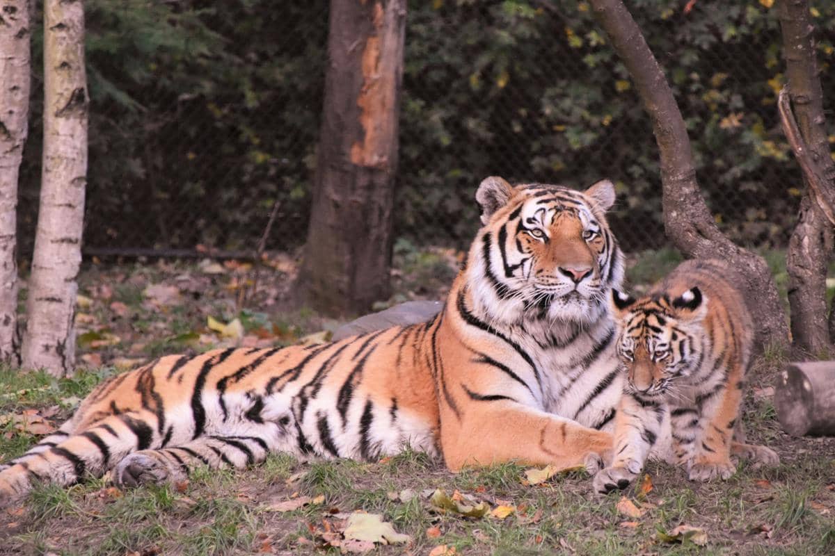 ilustrasi induk harimau (unsplash.com/ Waldemar Brandt)
