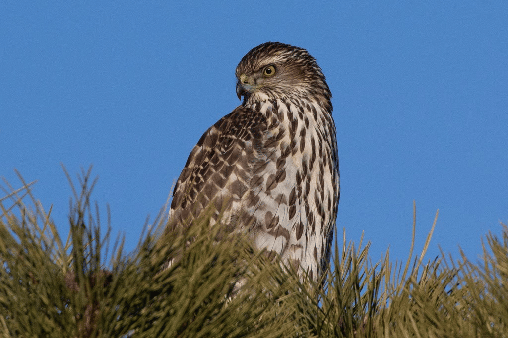 american goshawk