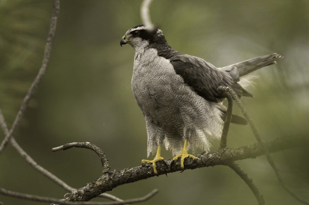 american goshawk