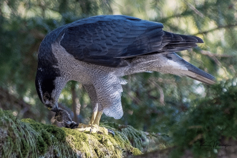 american goshawk