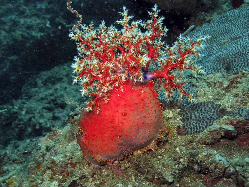 5 Fakta Sea Apple, Teripang Berwarna Cerah yang Mirip Buah