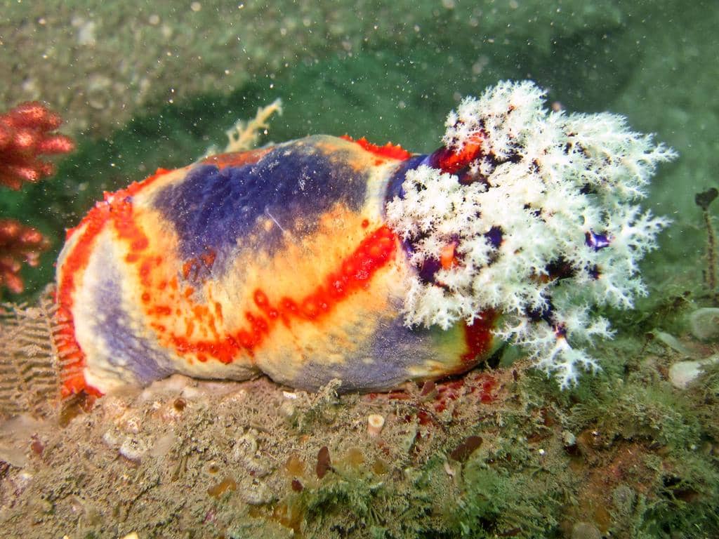 sea apple mampu meregenerasi organ dalam yang dikeluarkannya