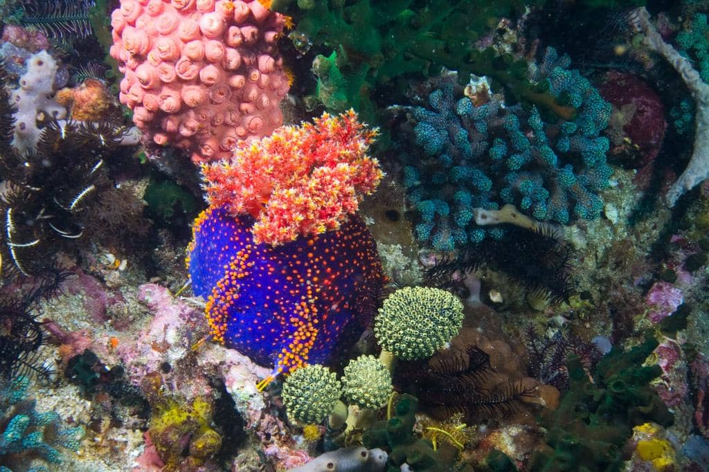 sea apple umumnya hidup di kawasan terumbu karang Indo-Pasifik