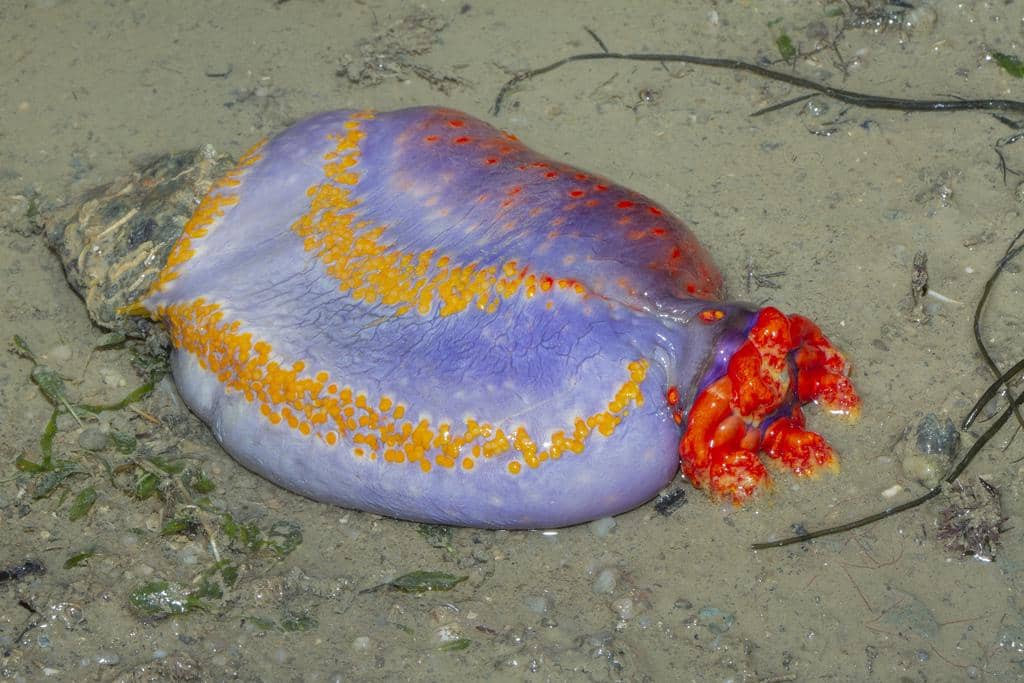 warna cerah menjadi salah satu ciri khas sea apple