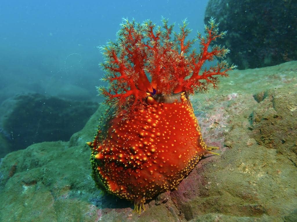sea apple dapat melepaskan racun saat merasa terancam