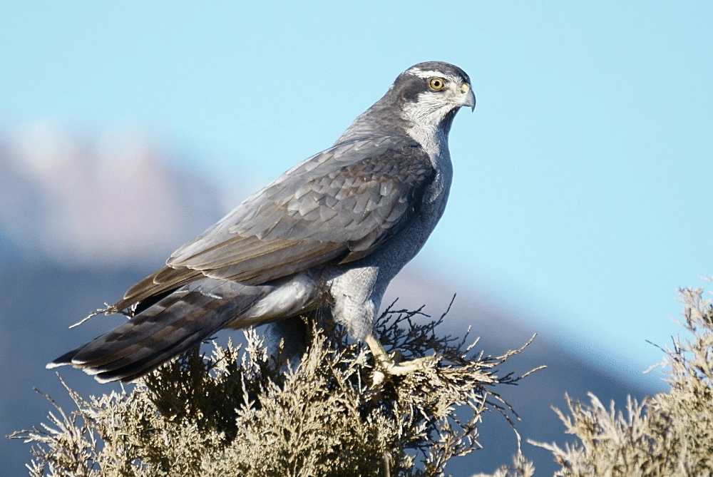 american goshawk