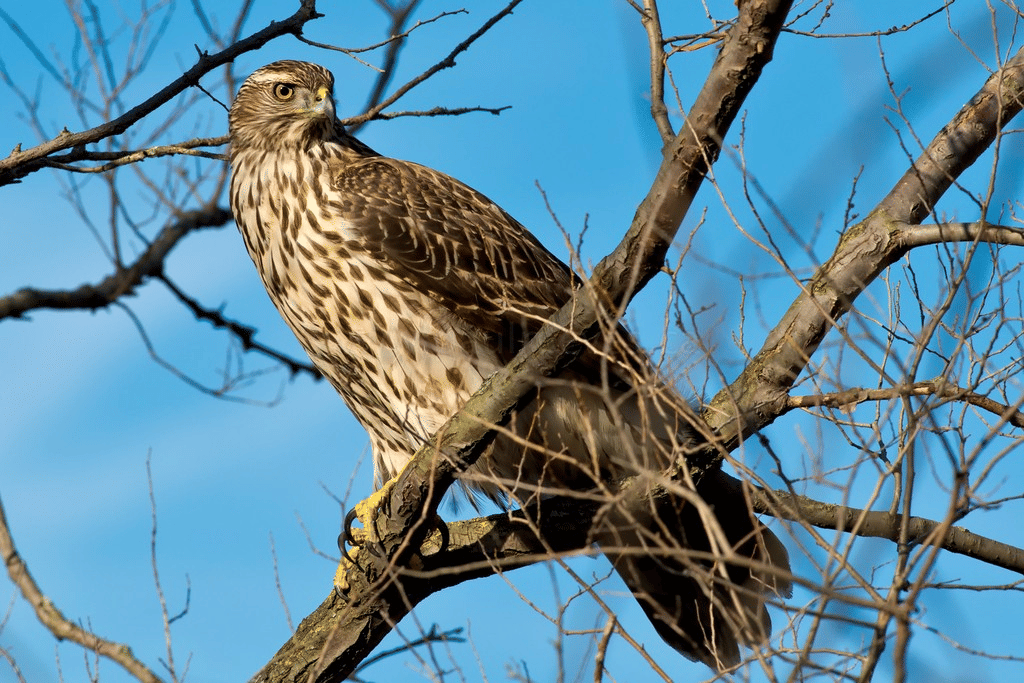 5 Fakta Menarik American Goshawk, Bermigrasi Ribuan Kilometer