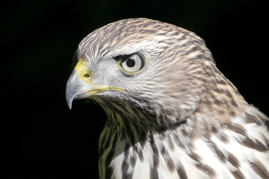 american goshawk
