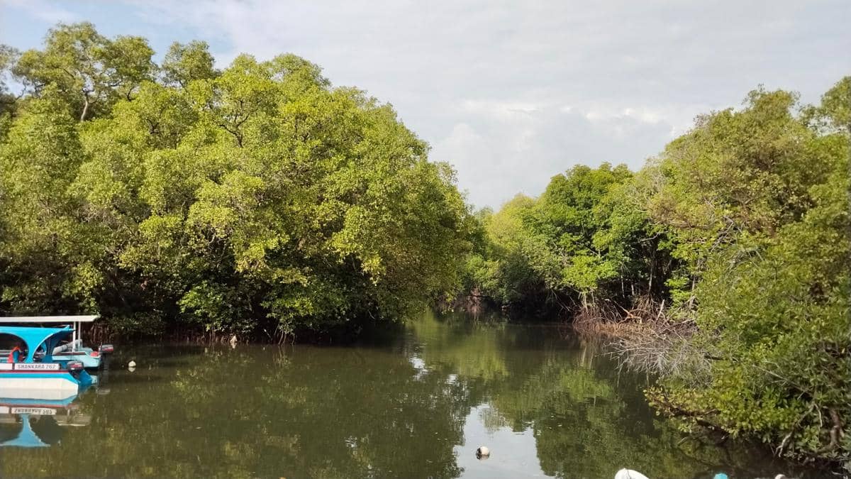 Mangrove Indonesia Disiapkan Untuk Bisnis Pasar Karbon Internasional