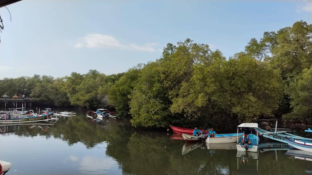 Mangrovebali