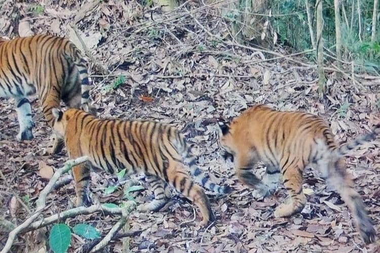 Dua Anak Harimau Kembali Terpantau Kamera di Kerinci Seblat