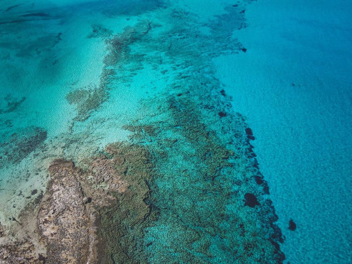 ilustrasi Barrier Reef