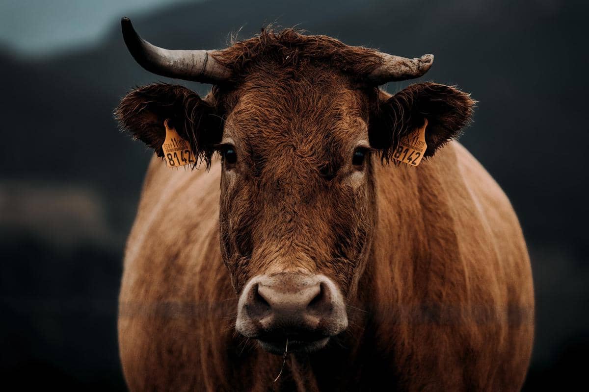 ilustrasi sapi