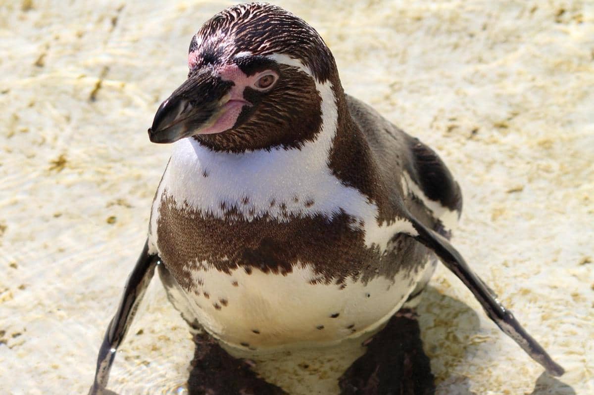 ilustrasi penguin Humboldt